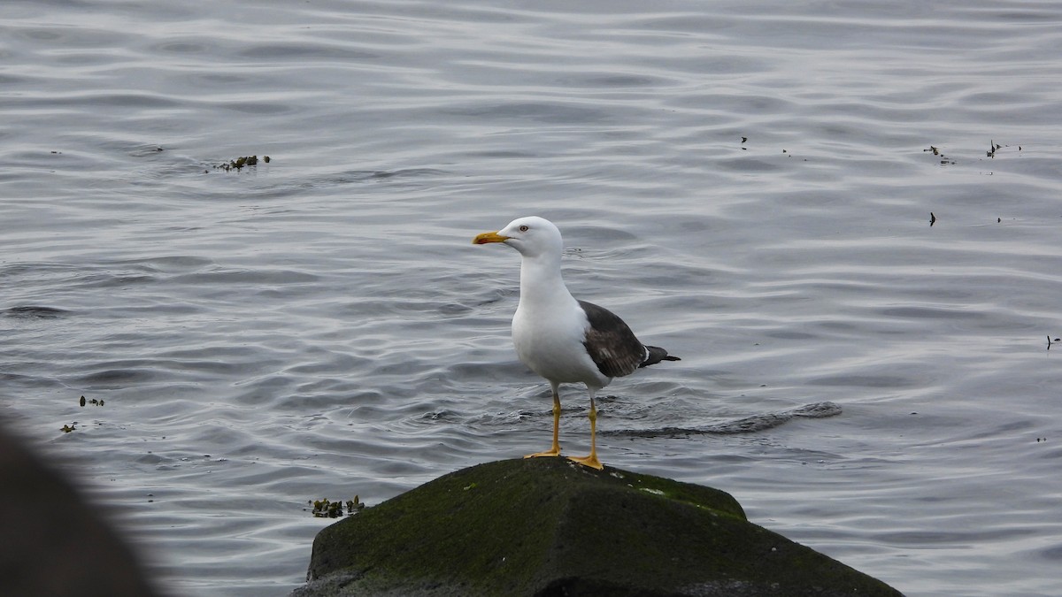 Бэсрэг цахлай - ML623673814