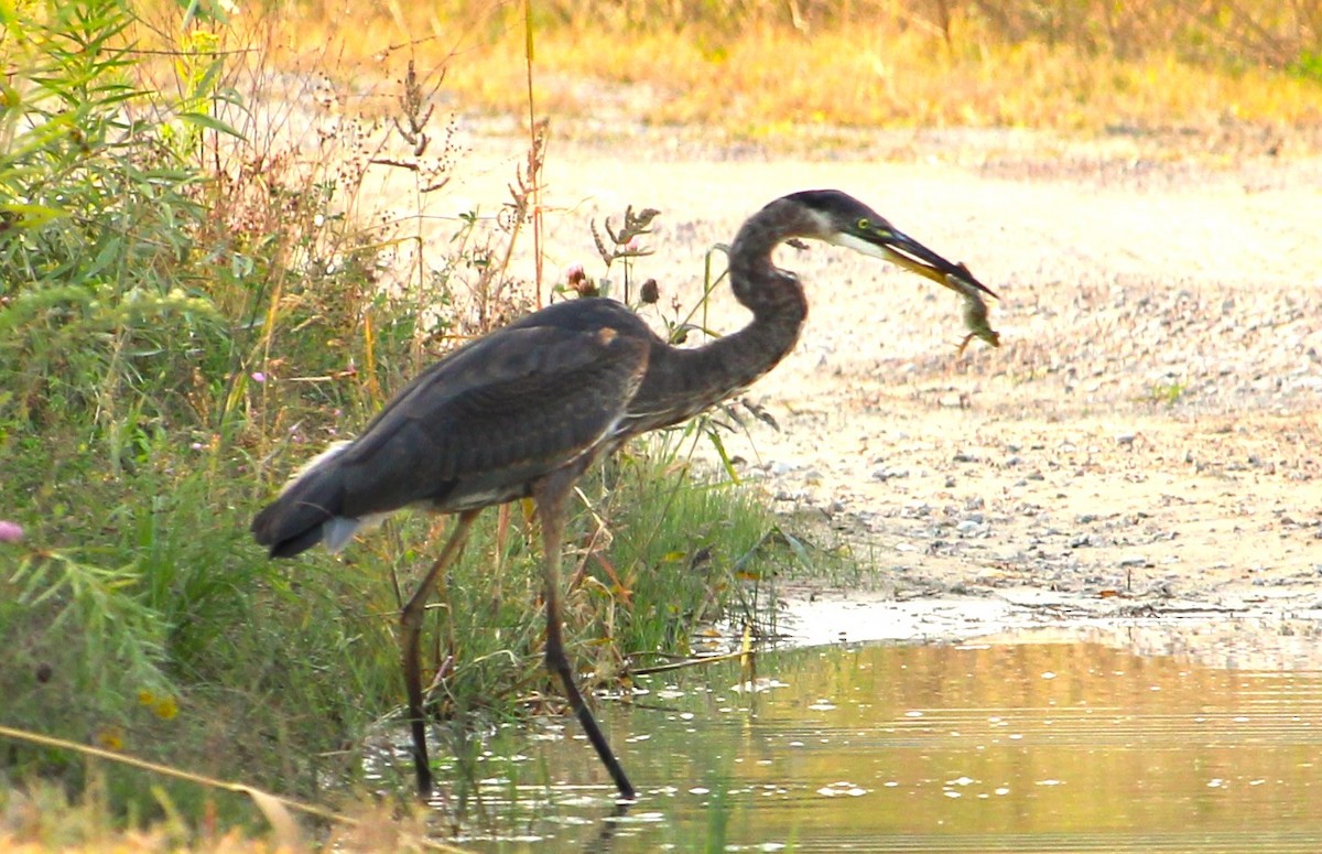 Great Blue Heron - ML623673819