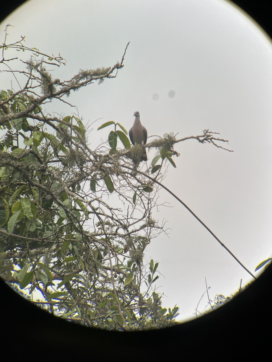 Afep Pigeon - ML623673827