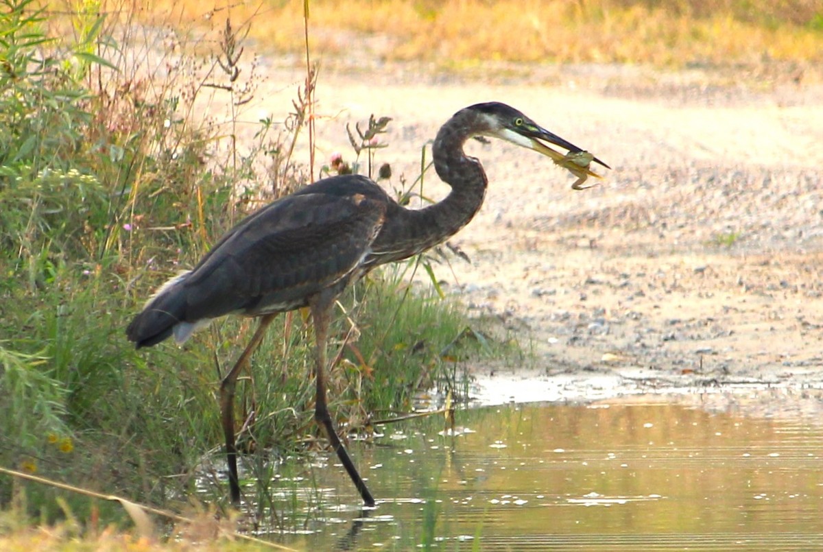 Great Blue Heron - ML623673829