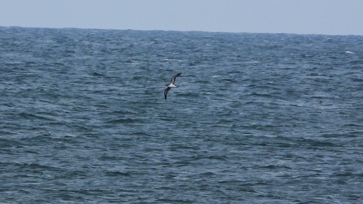 Manx Shearwater - ML623673841