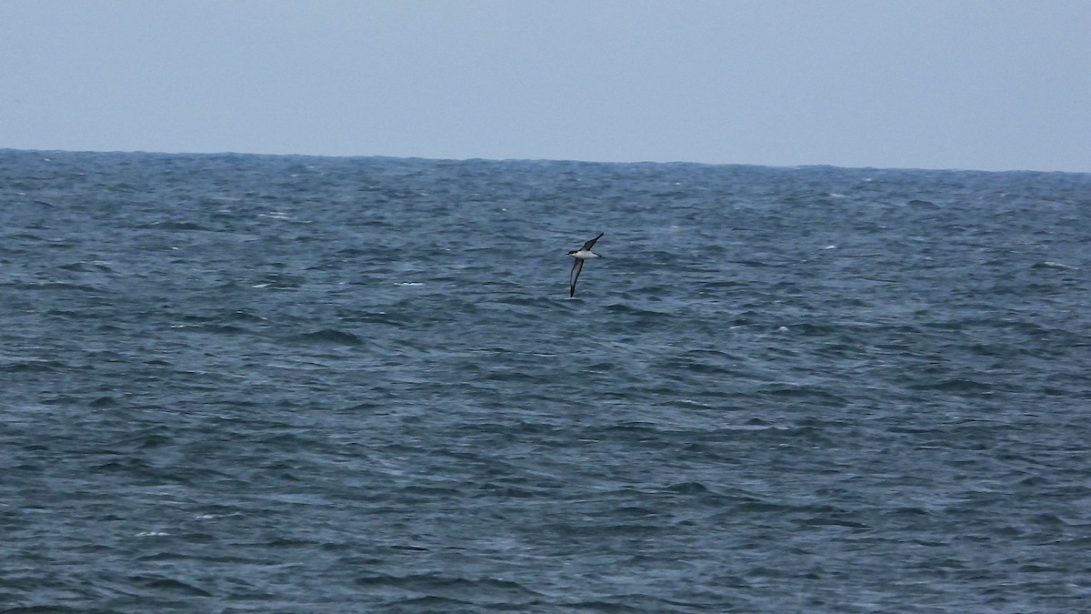 Manx Shearwater - ML623673842