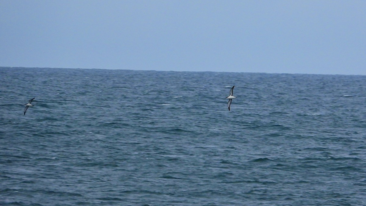 Manx Shearwater - ML623673843