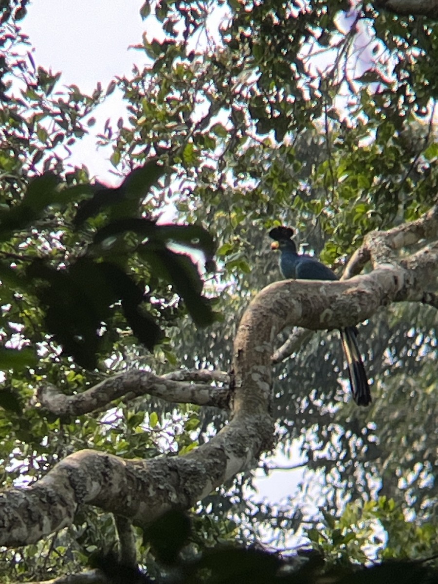 Great Blue Turaco - Beau Shroyer