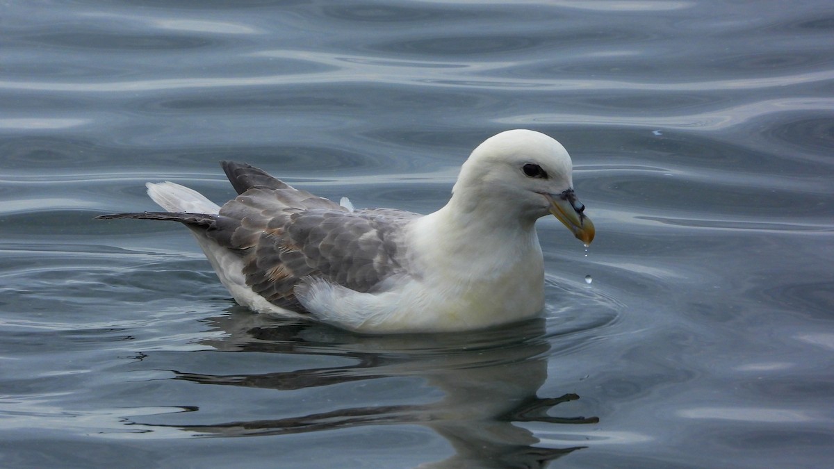 Northern Fulmar - ML623673852