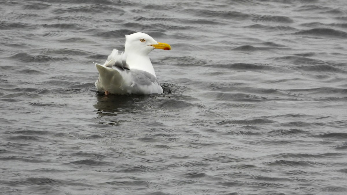 Мөсний цахлай - ML623673855