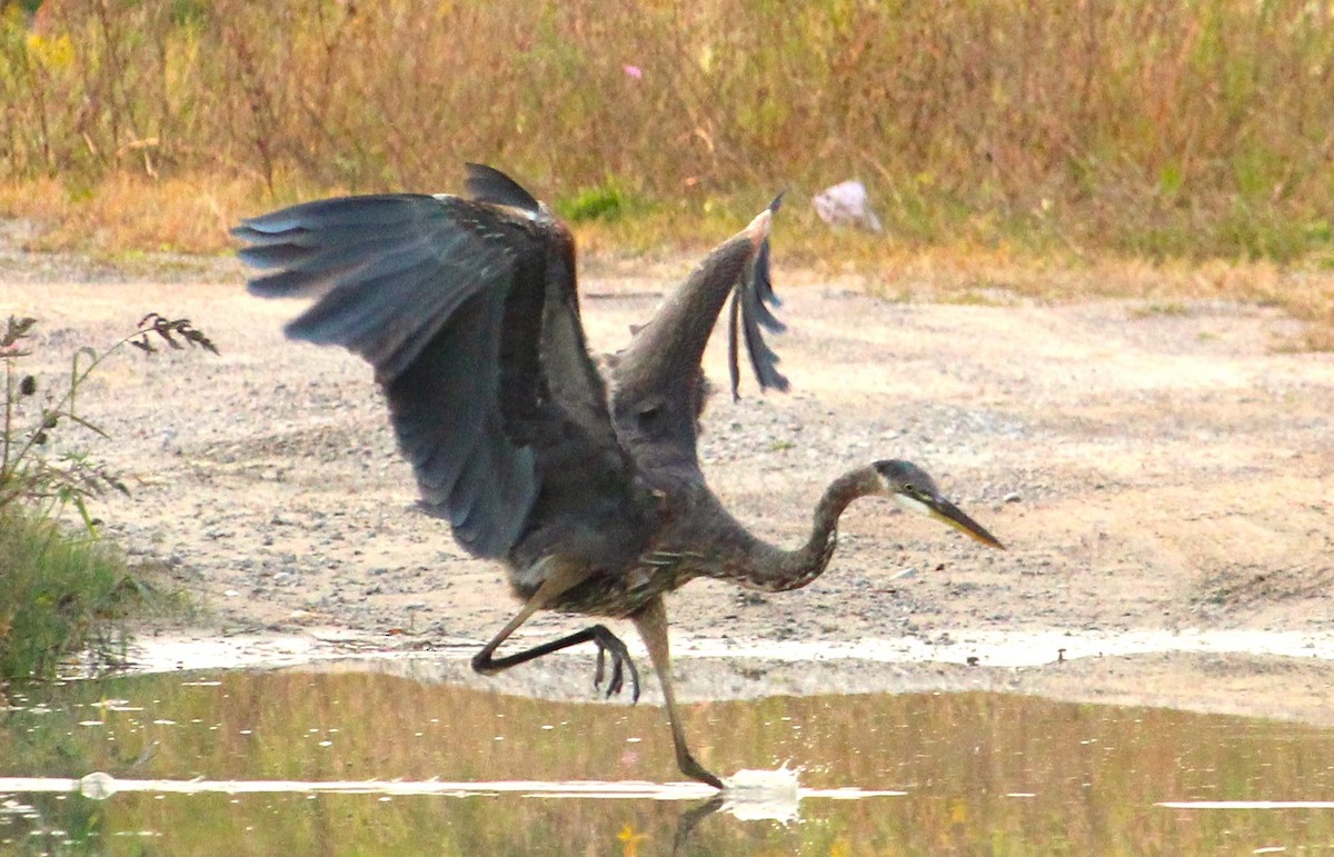 Great Blue Heron - ML623673869