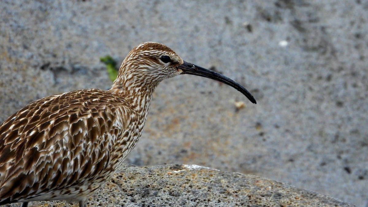 Eurasian Whimbrel - ML623673872