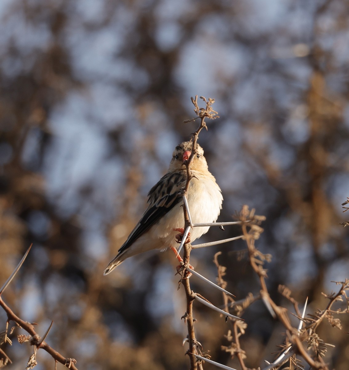 Shaft-tailed Whydah - ML623673902