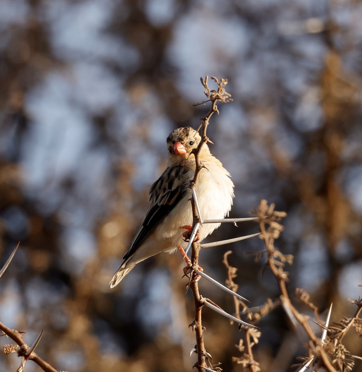 Shaft-tailed Whydah - Bert Fisher