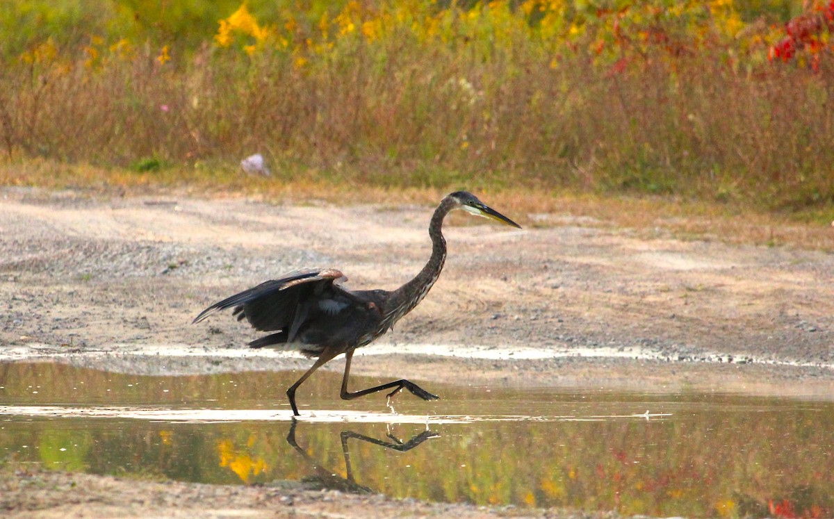 Great Blue Heron - ML623673912