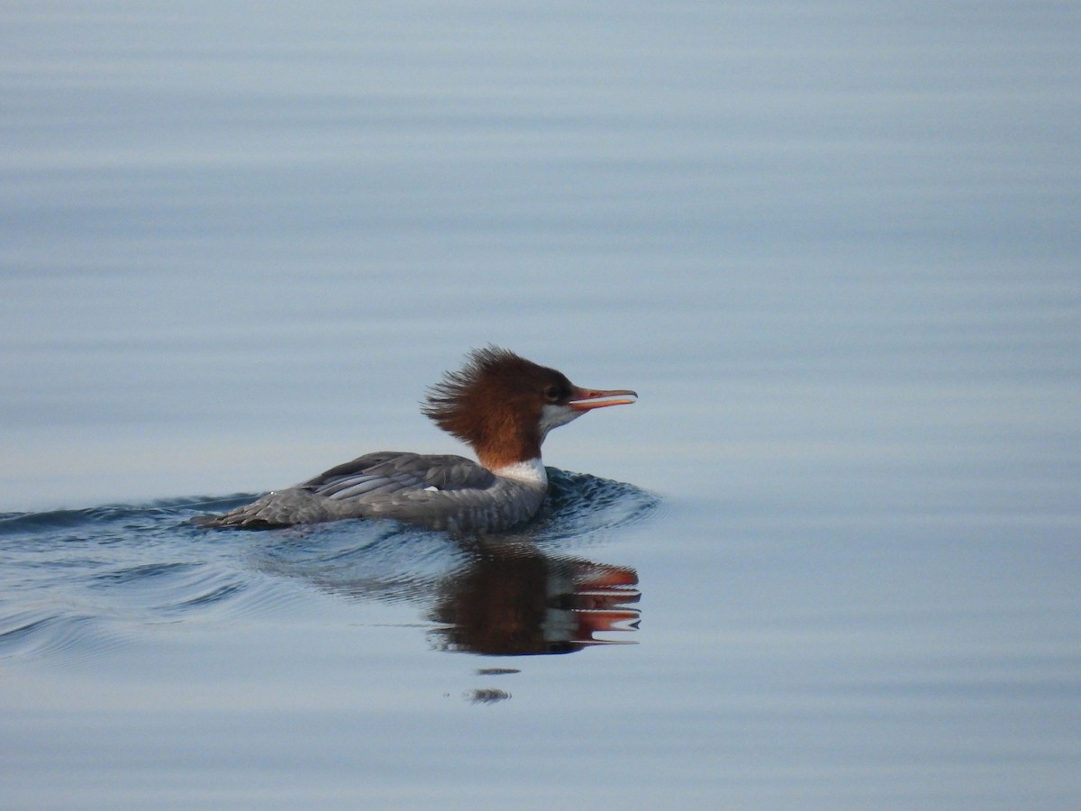 Common Merganser - ML623673913