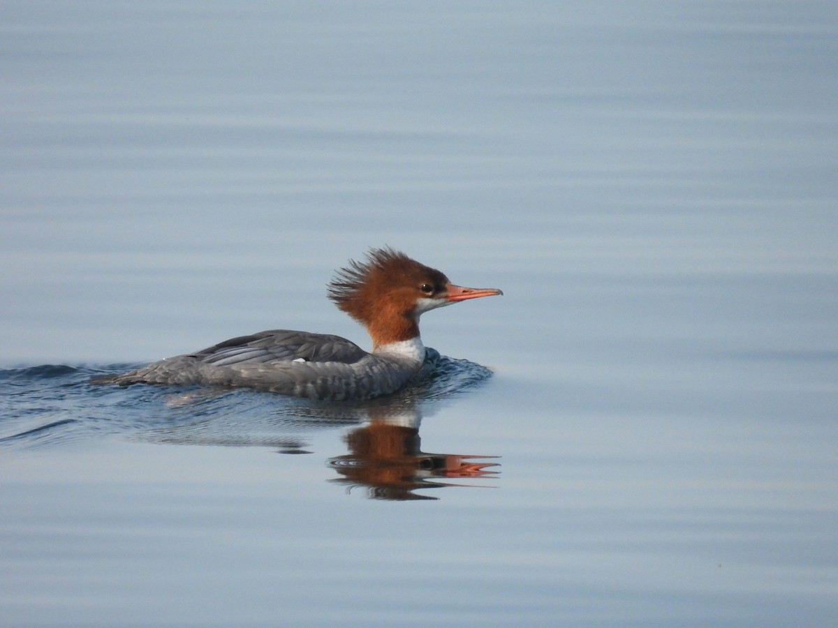 Common Merganser - ML623673914