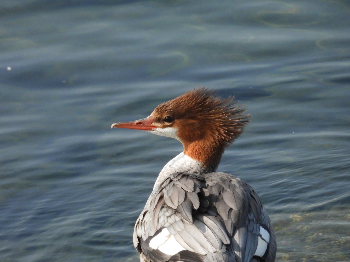 Common Merganser - ML623673915