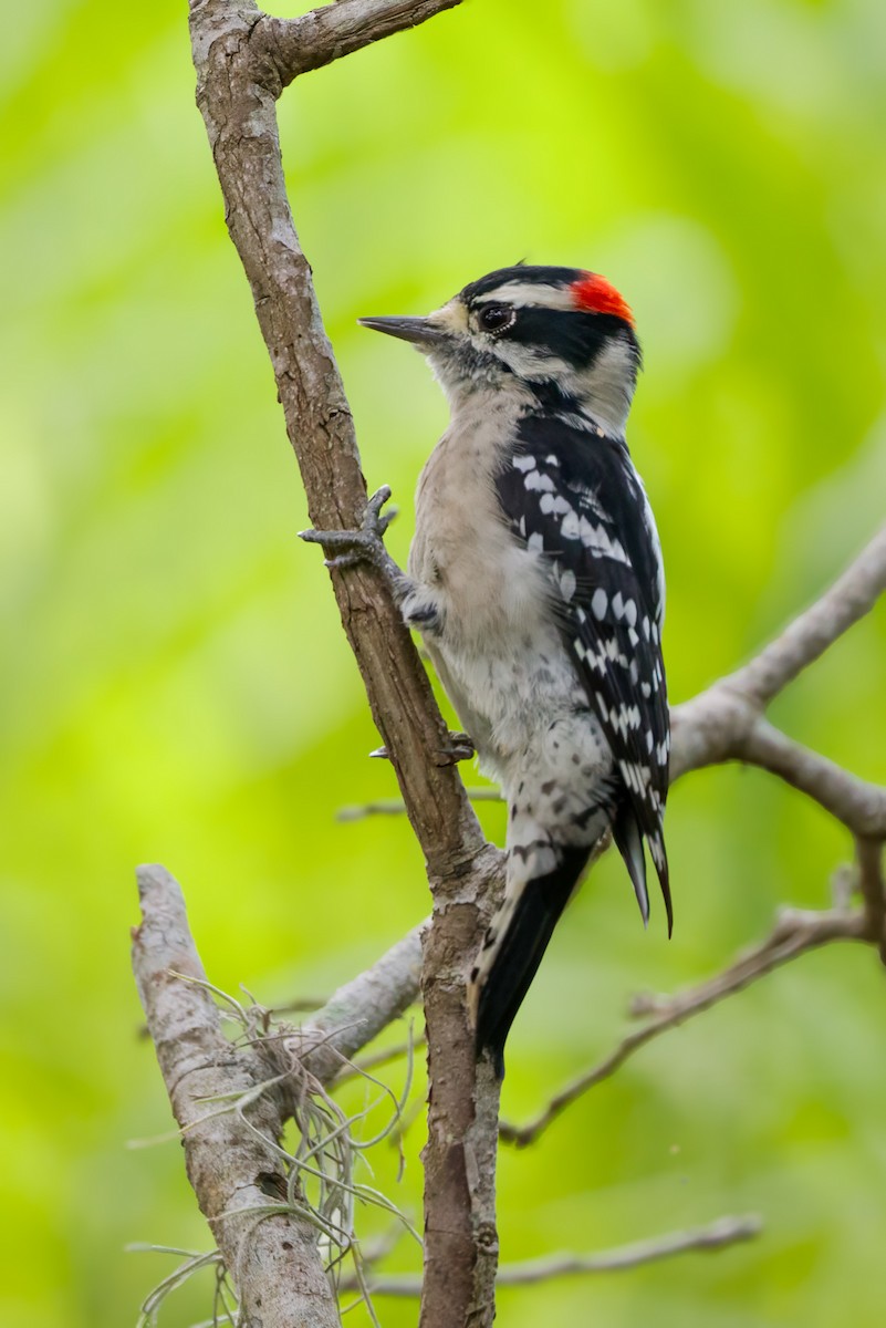 Downy Woodpecker - Tom Litteral