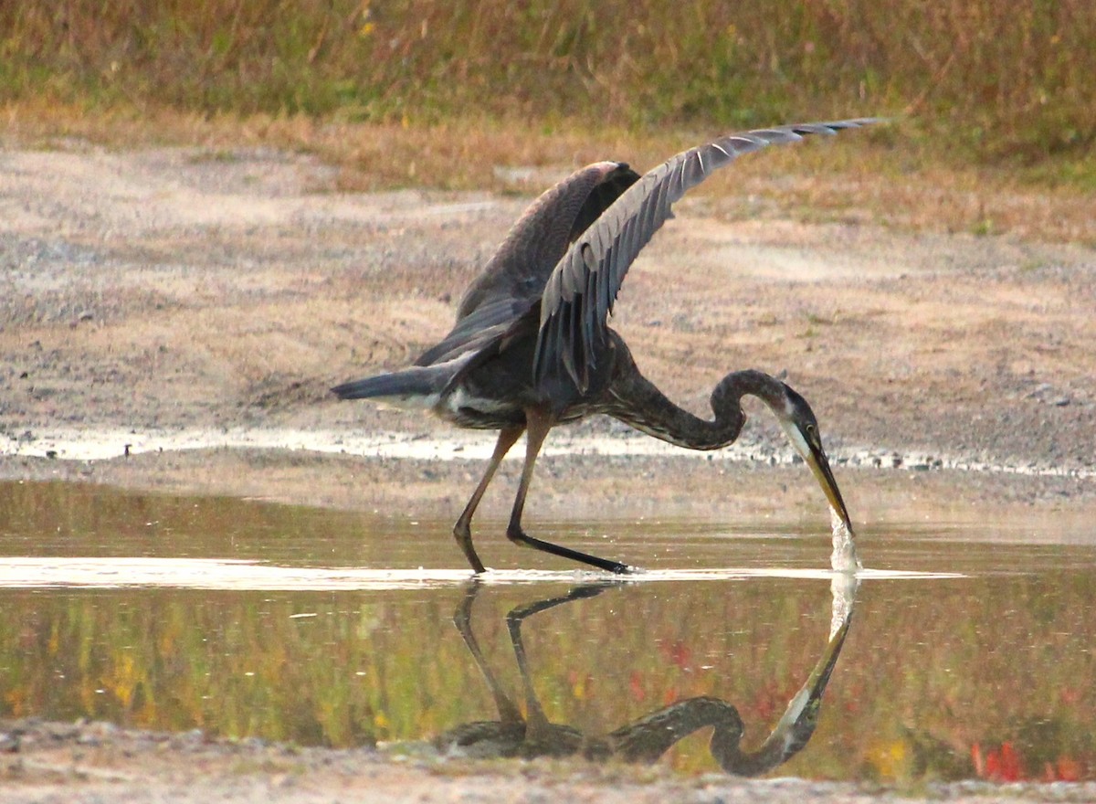 Great Blue Heron - ML623673938