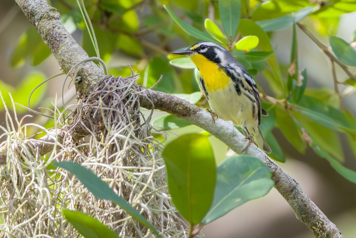 Yellow-throated Warbler - Tom Litteral