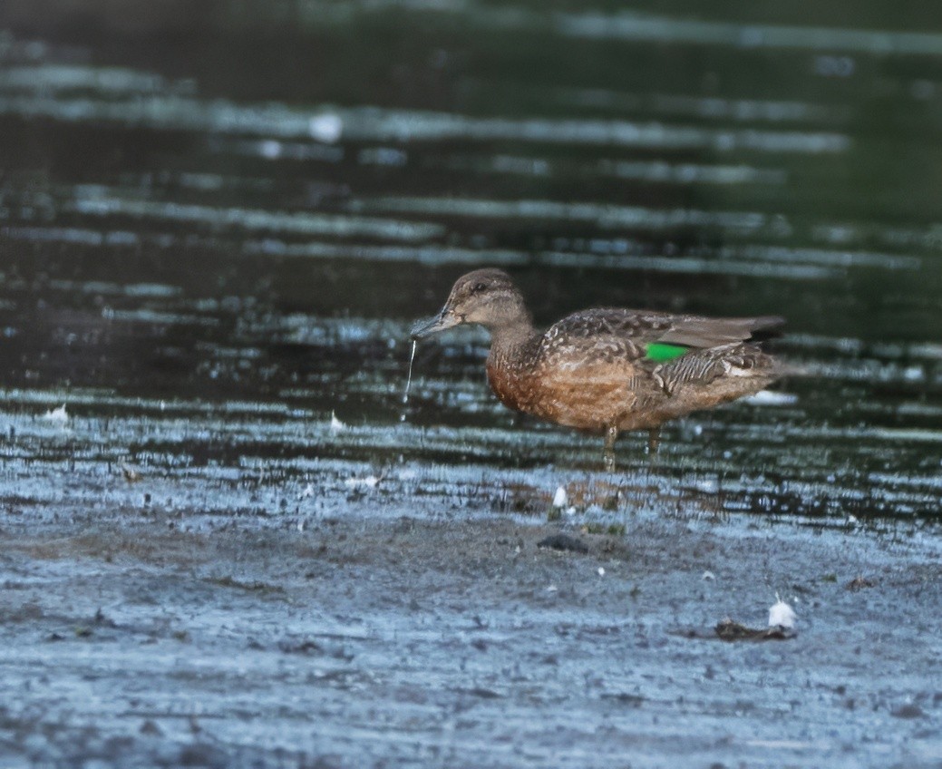 Green-winged Teal - ML623673944