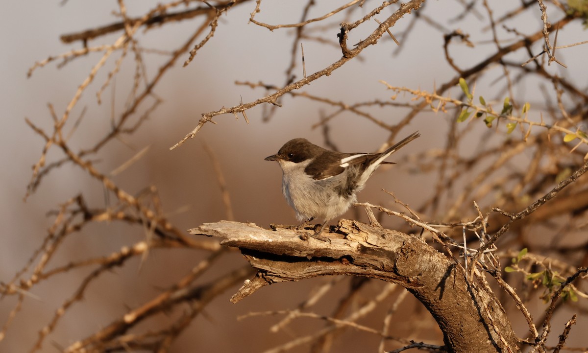 Fiscal Flycatcher - ML623673976