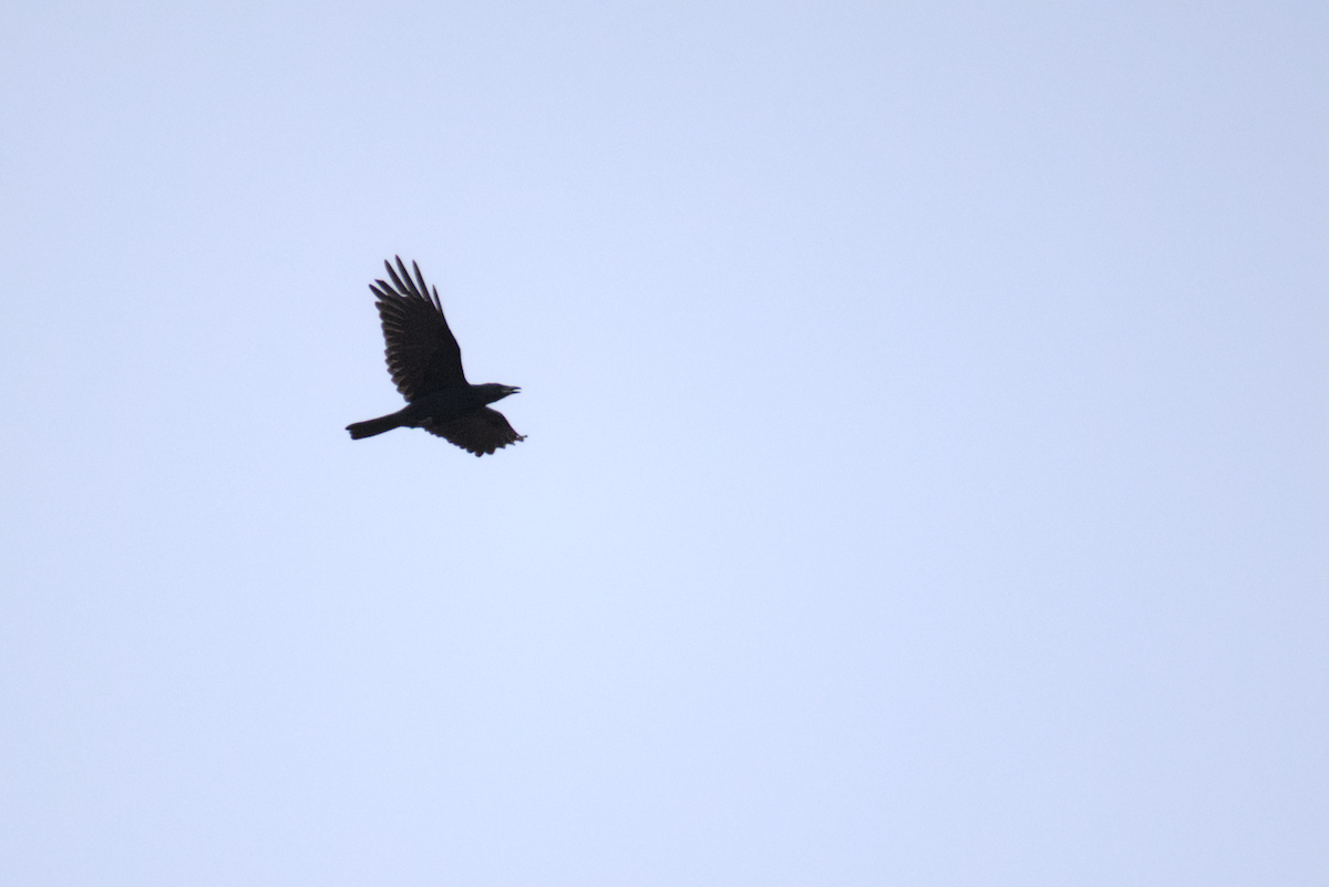 Carrion Crow - David Pascual-Hernández