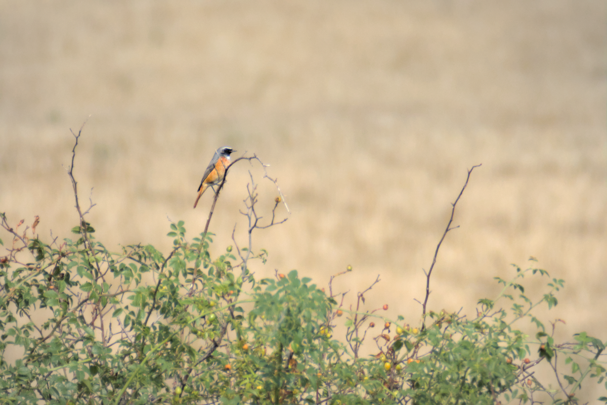 Common Redstart - David Pascual-Hernández