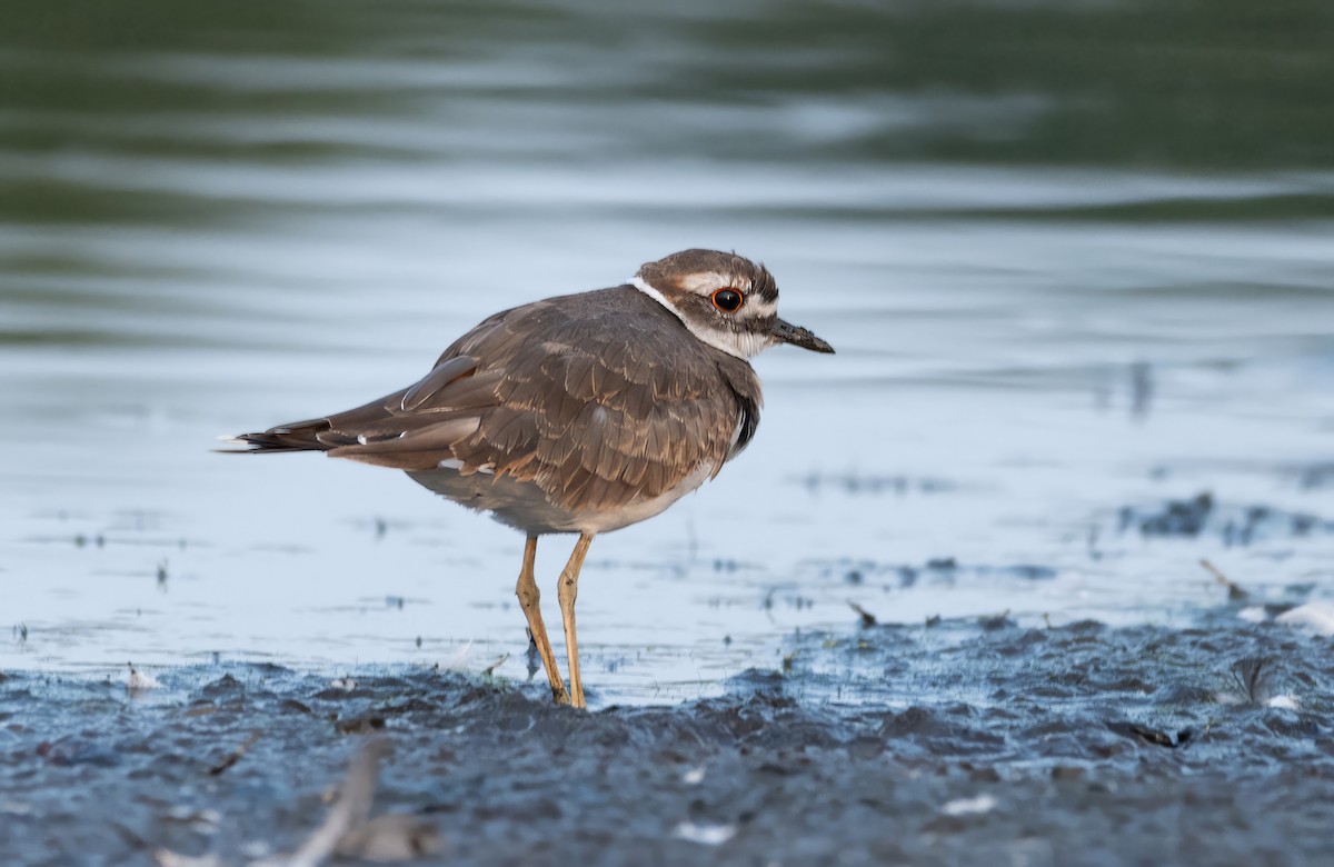 Killdeer - lawrence connolly