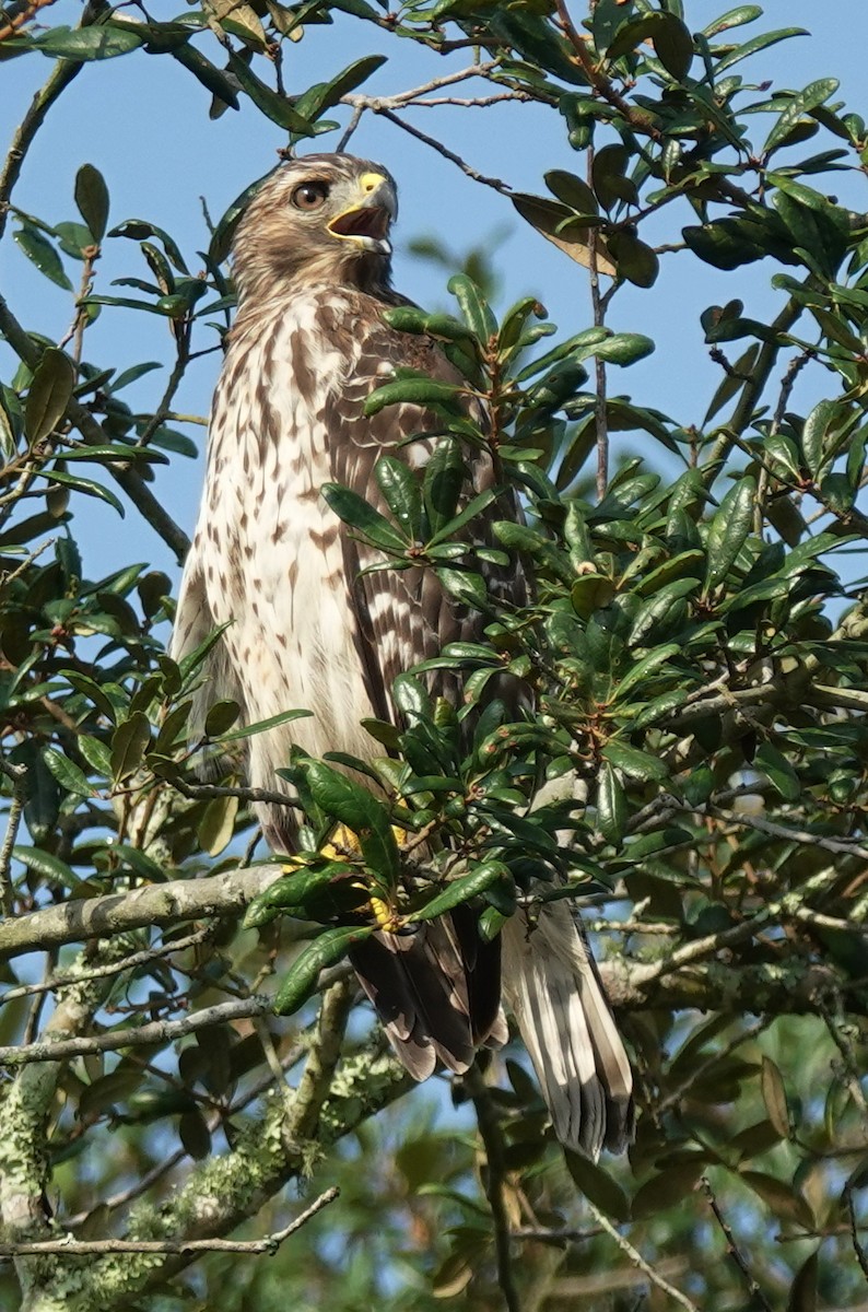 Red-shouldered Hawk - ML623674118