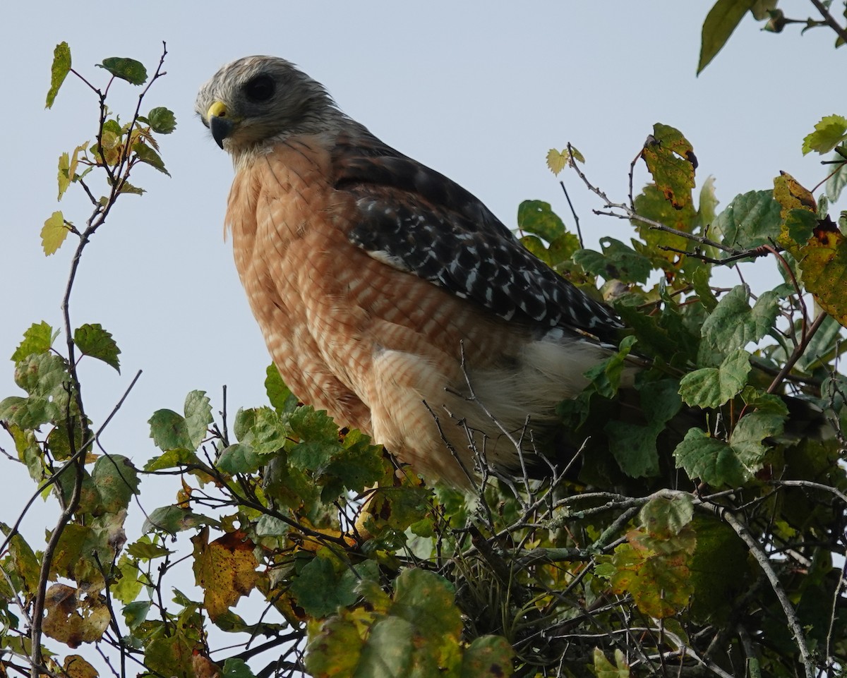 Red-shouldered Hawk - ML623674119