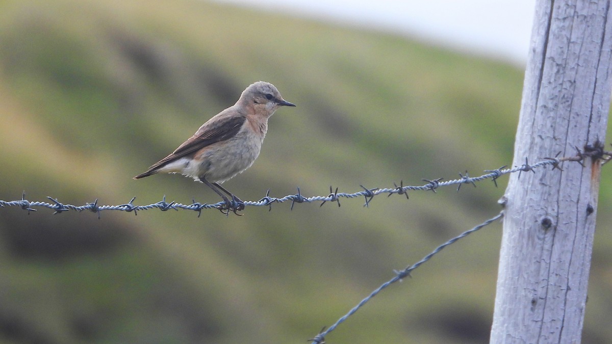 Northern Wheatear (Greenland) - ML623674184