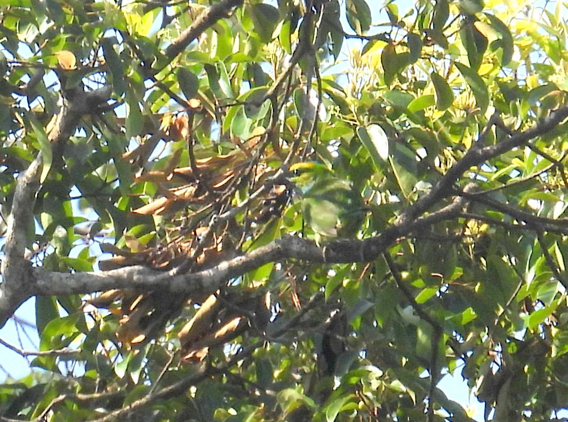 Yellow-crowned Barbet - ML623674190