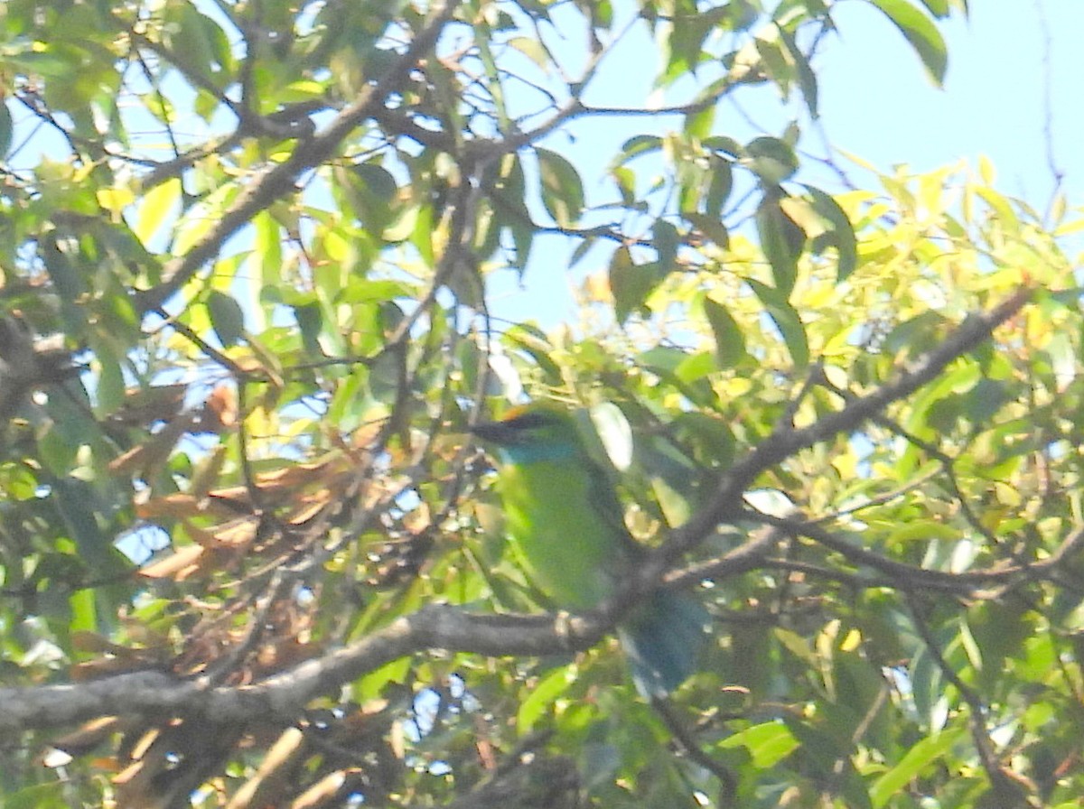 Yellow-crowned Barbet - ML623674191