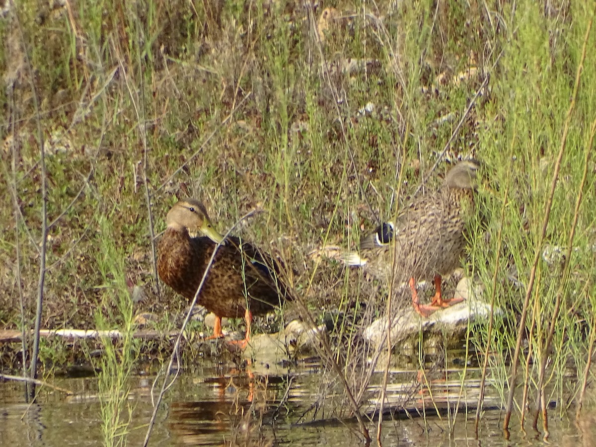 Mexican Duck - ML623674216