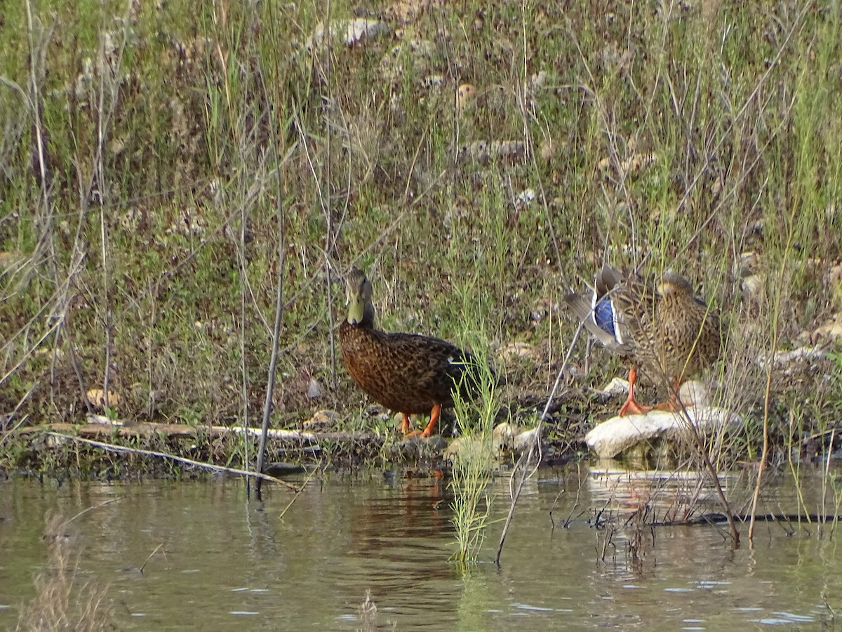 Mexican Duck - ML623674217