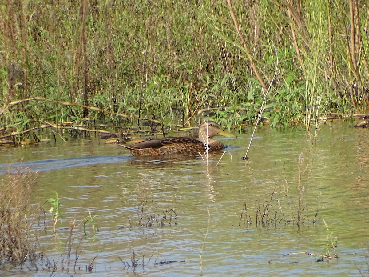 Mexican Duck - ML623674218