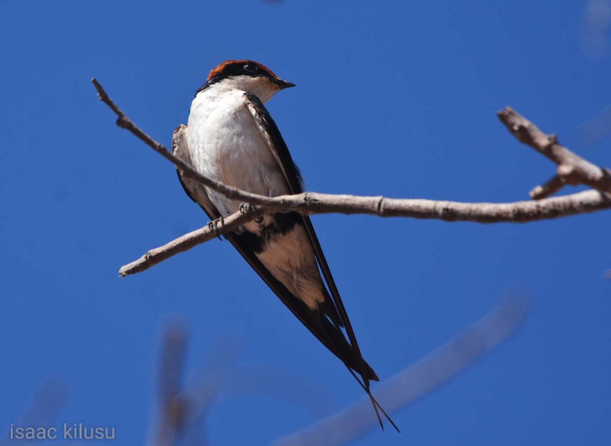 Wire-tailed Swallow - ML623674236