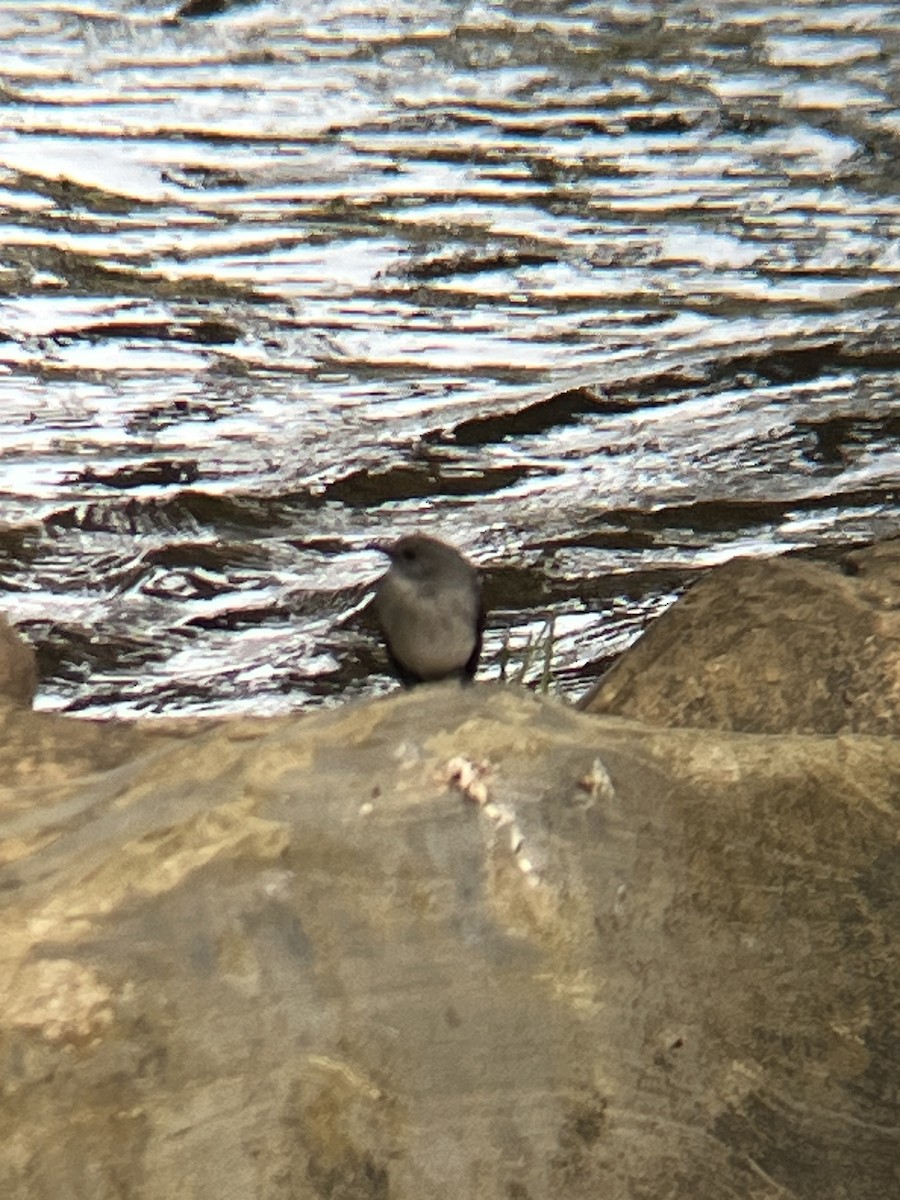 Cassin's Flycatcher - Beau Shroyer