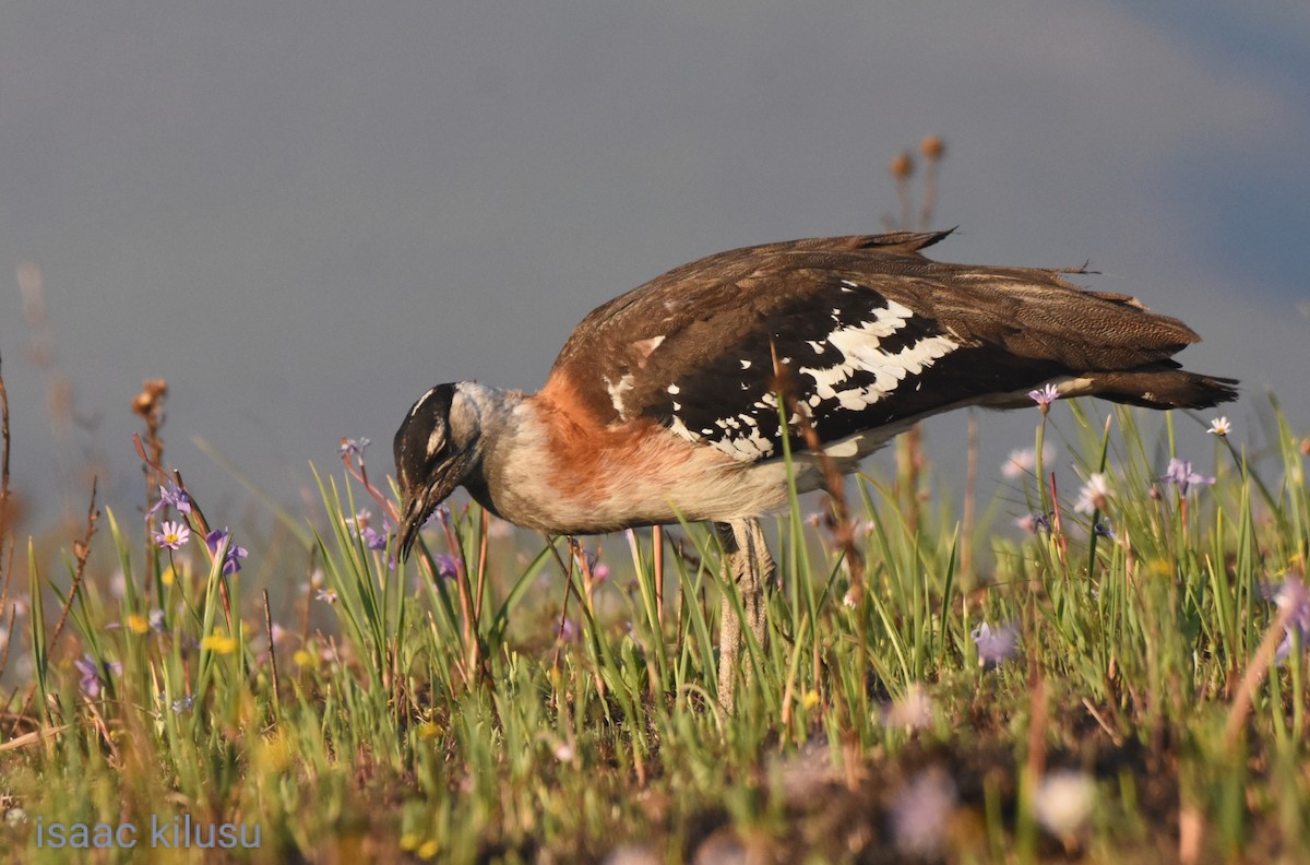 Denham's Bustard - isaac kilusu