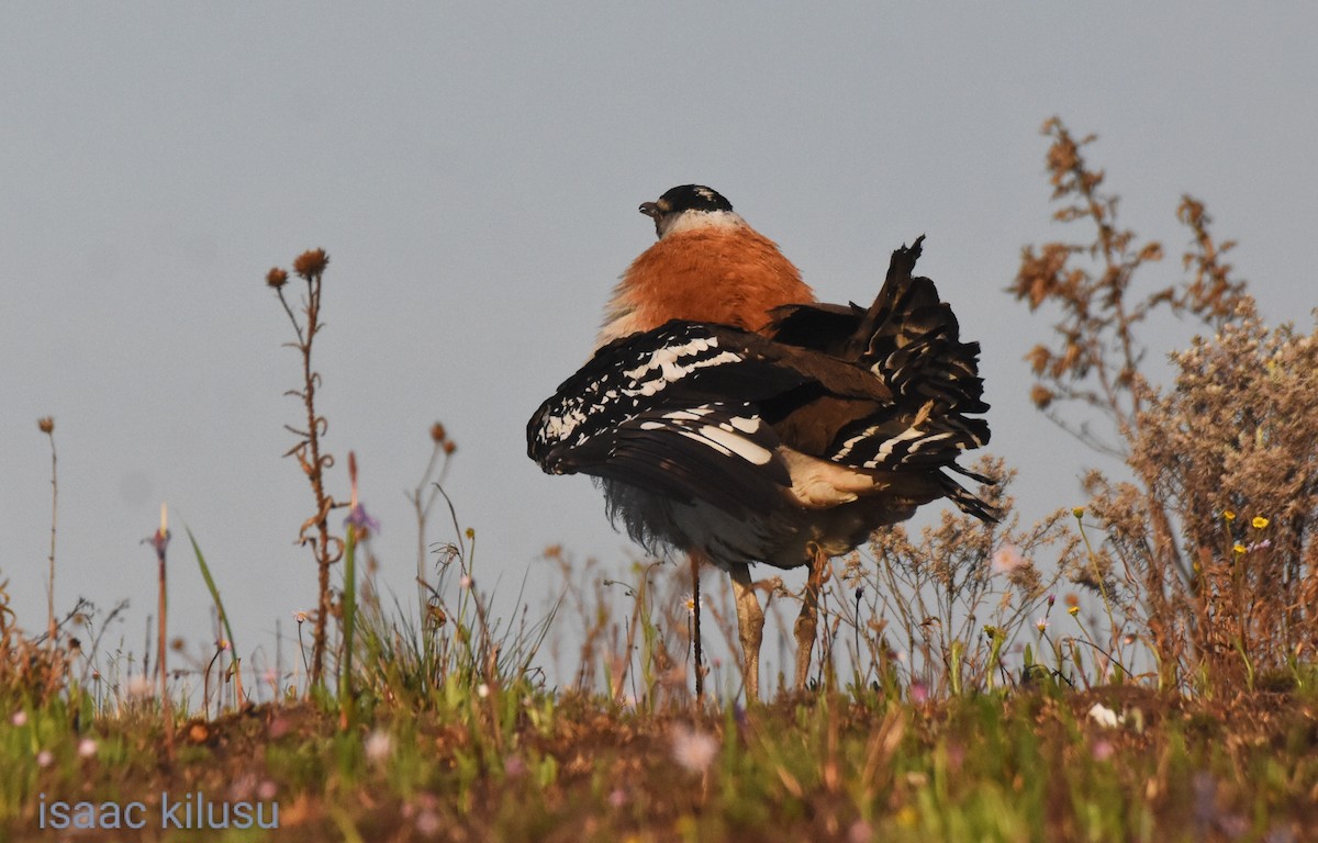 Denham's Bustard - ML623674305