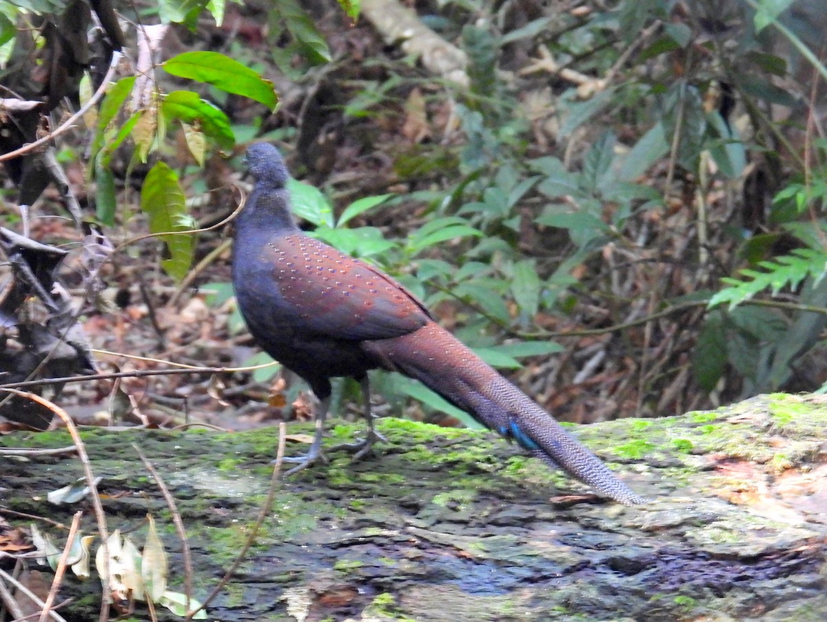 Mountain Peacock-Pheasant - bob butler