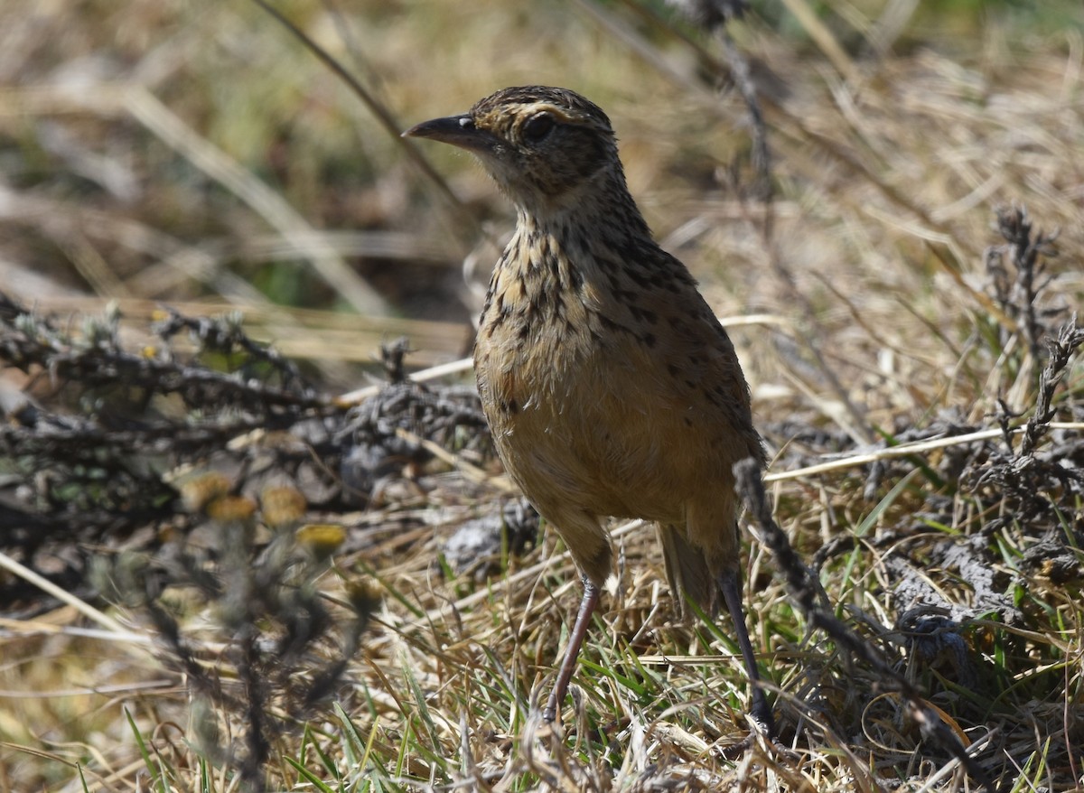 Rufous-naped Lark - ML623674337