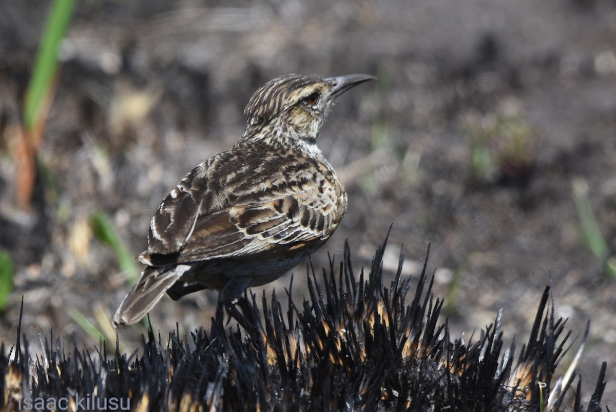 Rufous-naped Lark - isaac kilusu