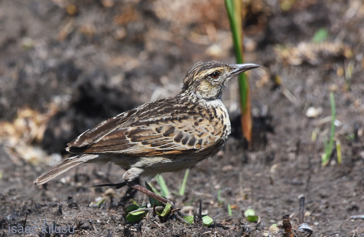 Rufous-naped Lark - ML623674339