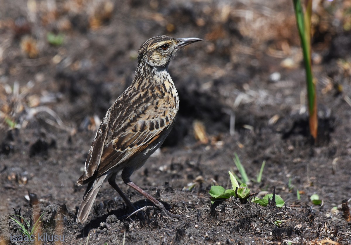 Rufous-naped Lark - ML623674340