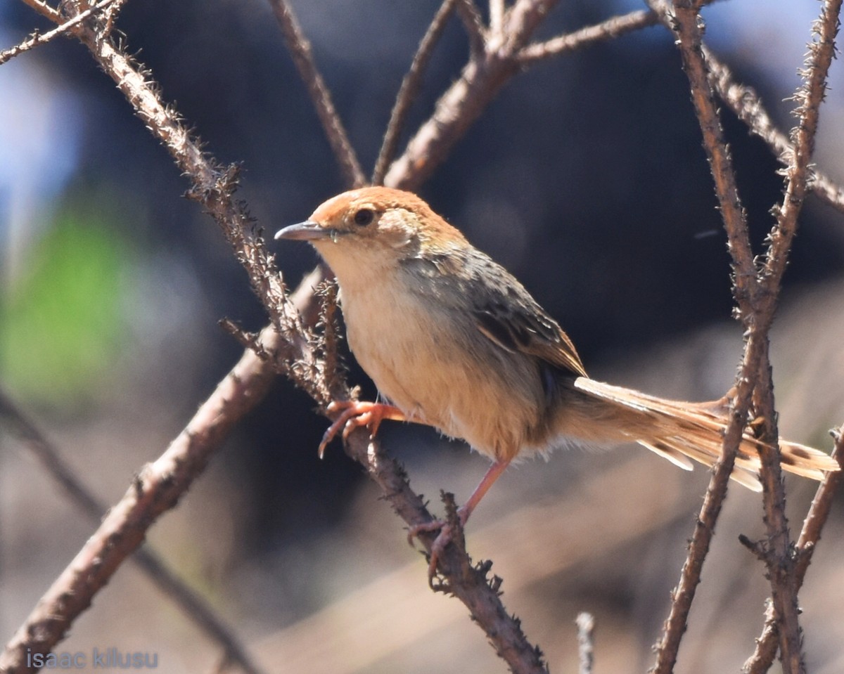 Churring Cisticola - ML623674380