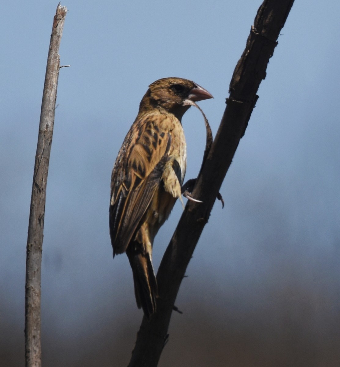 Buff-shouldered Widowbird - ML623674422