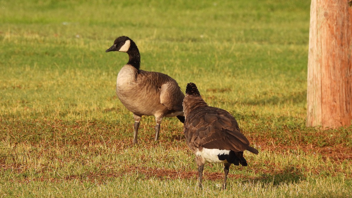 Canada Goose - Karen Evans