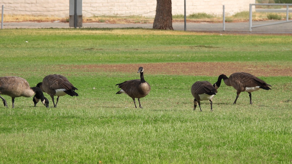 Canada Goose - ML623674425