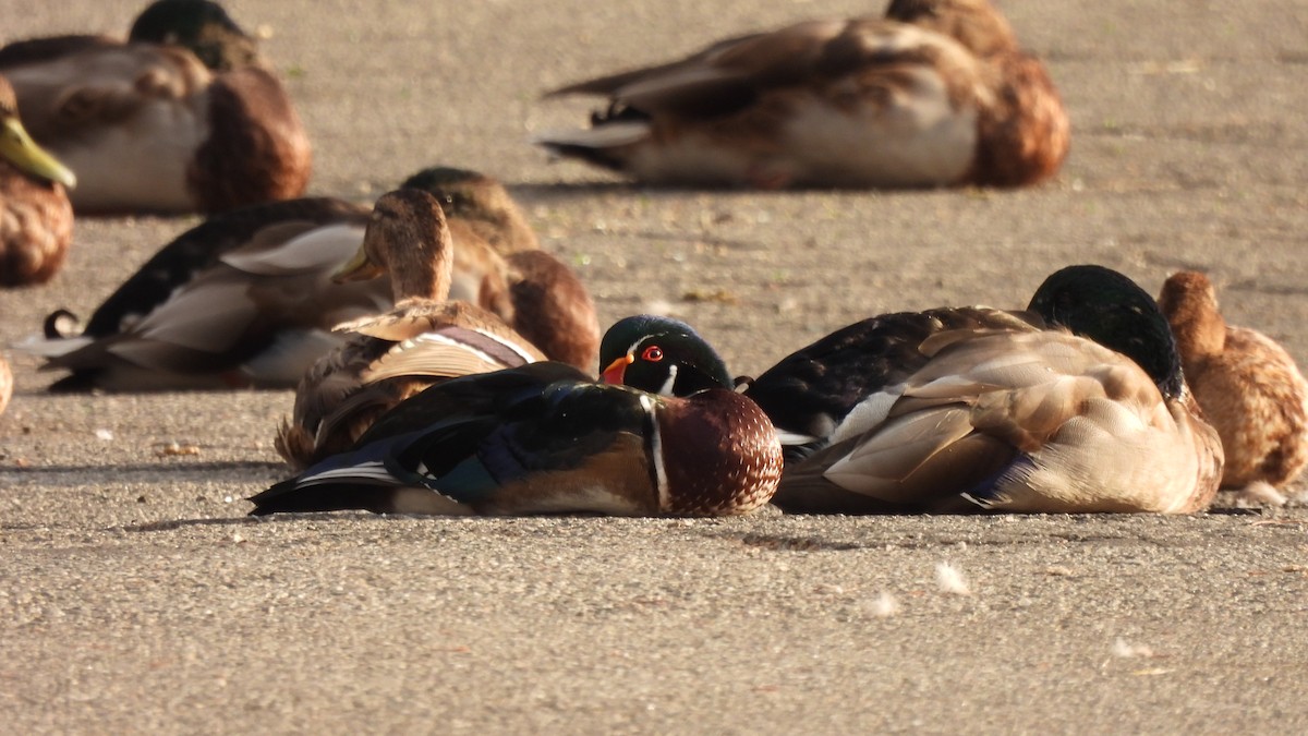 Wood Duck - Karen Evans