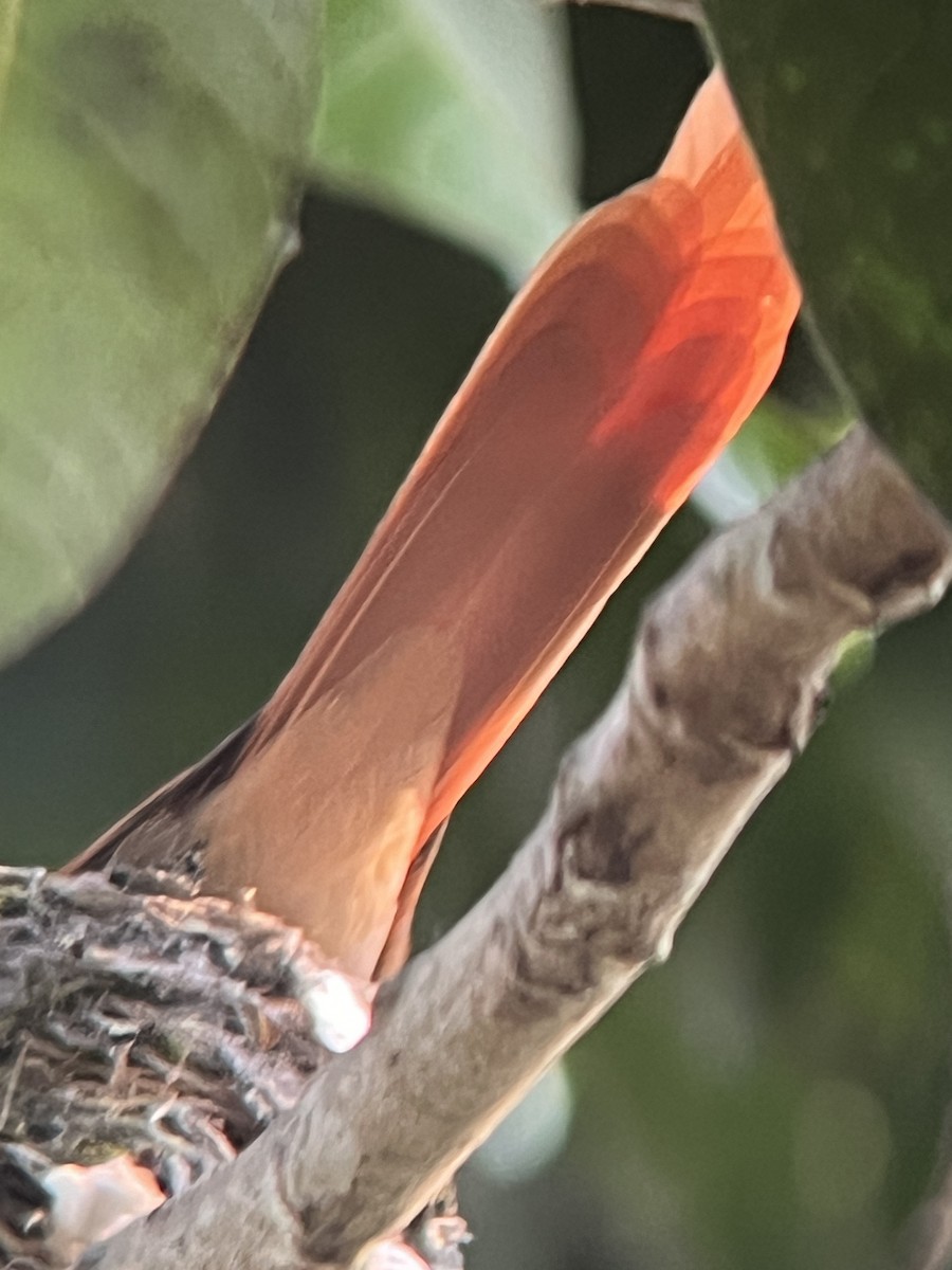 Rufous-vented Paradise-Flycatcher - ML623674461