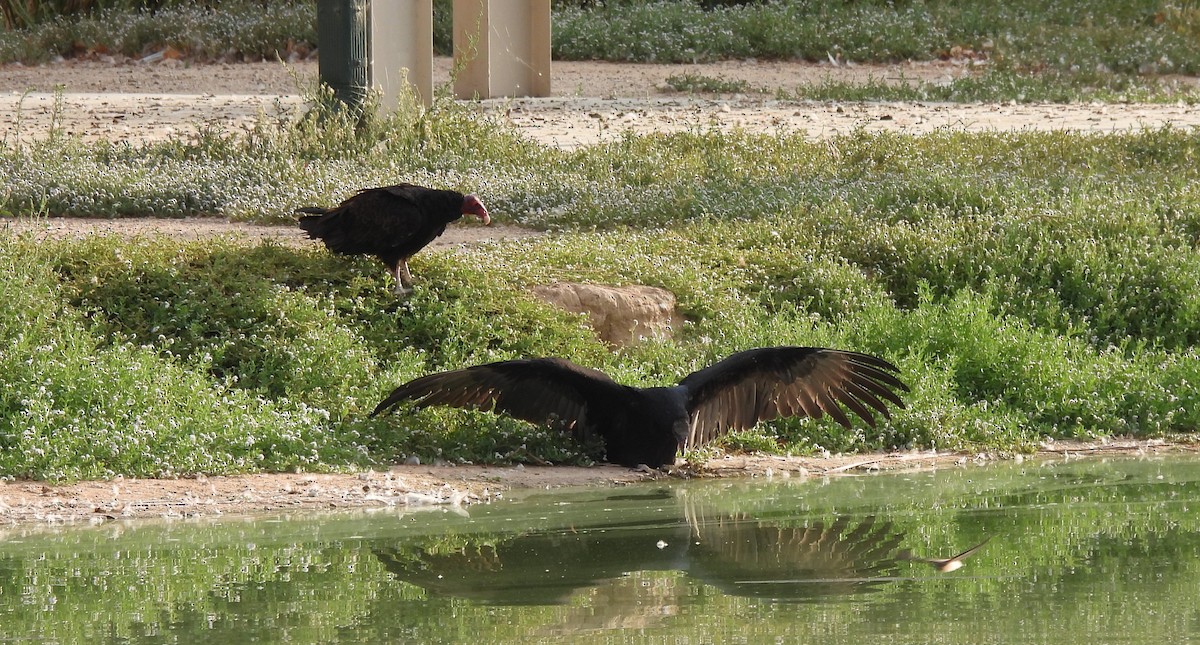 Turkey Vulture - ML623674468